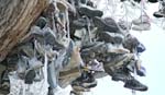 Кроссовочное дерево Кроссовочное дерево